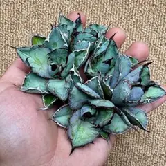 ぷ*a様 【Lj_plants】L437アガベ チタノタブラックアンドブルー5株のサムネイル