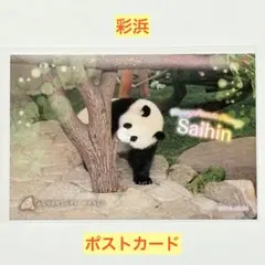 2025年最新】アドベンチャーワールド彩浜の人気アイテム - メルカリ