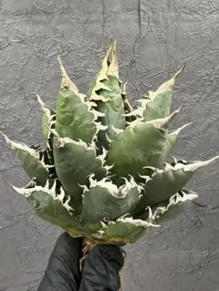 2026年最新】海王 アガベの人気アイテム - メルカリ