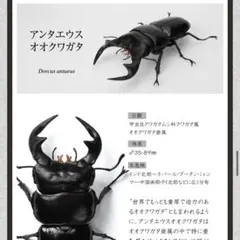 2026年最新】いきもの大図鑑の人気アイテム - メルカリ