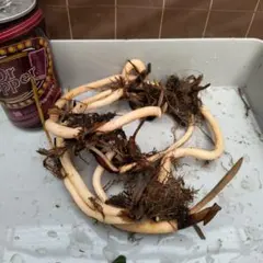 堀江陽子様 リクエスト 2点 まとめ商品