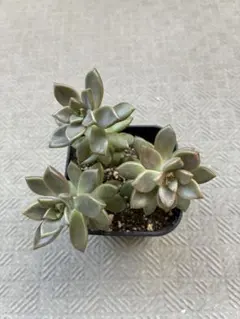 多肉植物 春萌 3カット カット苗 セダム ⭐オマケ付き！ - メルカリ