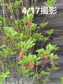 4/17写真追加 赤花ドウダンツツジ 蕾たっぷり 紅花 本株立ち 紅葉