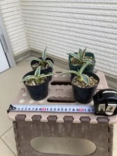 リュウゼツラン③（アガベ アメリカーナ斑入り） 2株セット - メルカリ