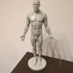 2025年最新】3dtotal anatomyの人気アイテム - メルカリ