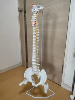 脊椎脊柱模型 骨格標本 スタンド付き カイロ 整体 整骨院 鍼灸