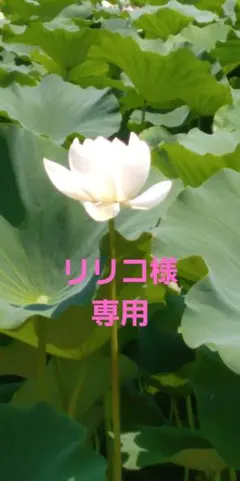 リリコ様専用