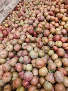 鹿児島産すもも9キロ 訳あり - メルカリ