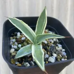 [極上大株!]オバティフォリア オルカ 2025年最新】オバティフォリア オルカの人気アイテム - メルカリ