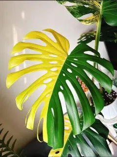M840Monstera Lemon Lime モンステラ レモンライム TC株 - メルカリ