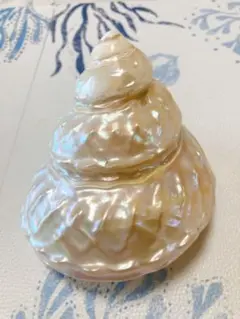 2025年最新】フィリピン 貝の人気アイテム - メルカリ