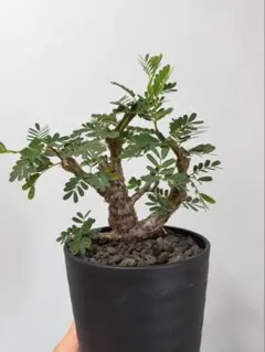 センナメリディオナス 塊根植物 THOR鉢 - メルカリ