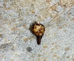 2025年最新】アロカシア 芋の人気アイテム - メルカリ