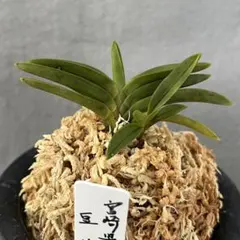 富貴蘭　無双達磨縞　レア品　メルカリ便 富貴蘭 【無双達磨】 - メルカリ