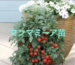 smile様 リクエスト 3点 まとめ商品