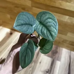 2026年最新】スキンダプサスの人気アイテム - メルカリ