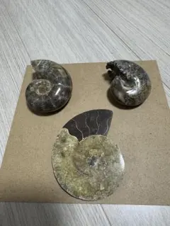 2026年最新】アンモナイト化石の人気アイテム - メルカリ