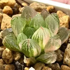 2026年最新】オブツーサ 錦の人気アイテム - メルカリ