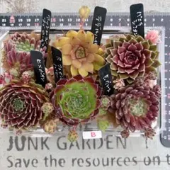 子沢山!!厳選親株6苗♡センペルビウムB☆