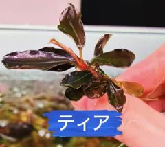 ブセファランドラ sp ティアのサムネイル