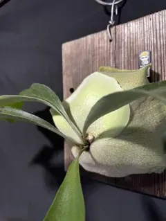 2025年最新】村長の直売所の人気アイテム - メルカリ