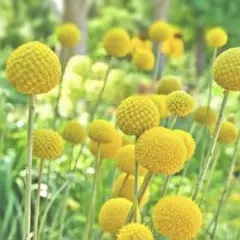 kik様 リクエスト 2点 まとめ商品