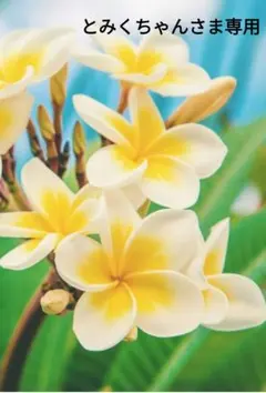 とみくちゃんさま専用ページです。