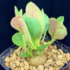 しっかり塊根 マフィンゲンシス ユーフォルビア モナデニウム 多肉植物