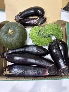 新鮮野菜詰め合わせ かぼちゃ なす ゴーヤ 家庭菜園のサムネイル