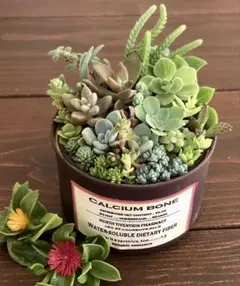 そのまま飾れます 多肉植物 寄せ植え 育て方メモつき❤️のサムネイル
