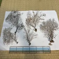 深海植物7-3