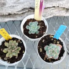 おらいさん苗⑨札付きポットごとメルカリ便バラ売り組み替え不可 おらいさん苗➄札付きポットごとメルカリ便バラ売り組み替え不可