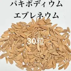 2026年6月自家採種 パキポディウム ウィンゾリー 種子 5粒 B - メルカリ