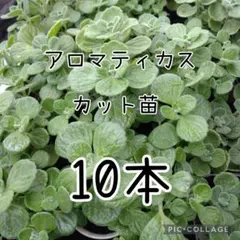 アロマティカス カット苗 10本