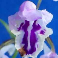 威 小椋様 リクエスト 10点 まとめ商品