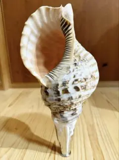 骨董ホラ貝、法螺貝　修行僧、山伏、魔除け　文字彫刻　美術品 骨董ホラ貝、法螺貝 修行僧、山伏、魔除け 文字彫刻 美術品