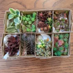 多肉植物 カット苗 9種類 セダムなど