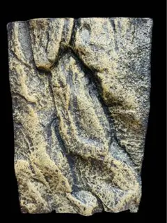 2025年最新】バックボード 爬虫類の人気アイテム - メルカリ