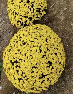 ザル菊　黄色　挿し木用10〜15センチ4本　週末第４種郵便発送のサムネイル