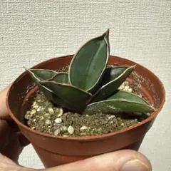 2026年最新】観葉植物 サンスベリアの人気アイテム - メルカリ
