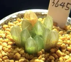 3645 クレイジースピン　多肉植物 ハオルチア アロエのサムネイル