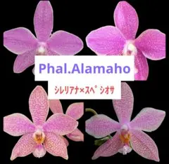 2025年最新】シレリアナの人気アイテム - メルカリ