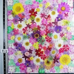 押し花素材　NO915 ノースボール ビオラ 紫陽花　バーベナ 小花　押し花