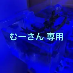 2025年最新】ライブロック 人工の人気アイテム - メルカリ