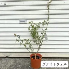 カケルくんママ様 リクエスト 2点 まとめ商品