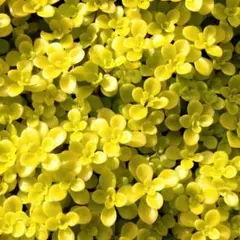 セダム　黄金マルバマンネングサ　カット苗１５０個　ネコポス匿名発送