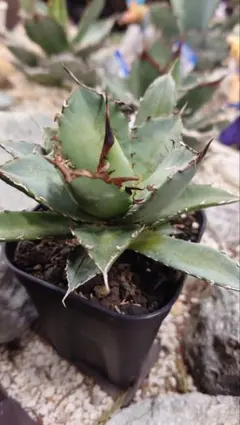 hogoshi☆プロフご一読下さい☆ 様専用 チタノタ 阿修羅 ＆ローズ