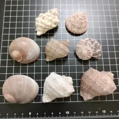 貝殻 8個セット