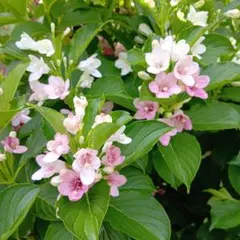 ken様 リクエスト 2点 まとめ商品