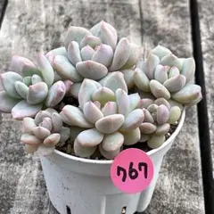 ꕤclara* 様専用❗️767多肉植物　エケベリア　玉芙蓉　カット苗❣️